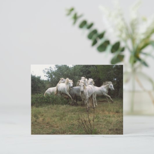 Running Graue Horse Herde Postkarte (Stehend Vorderseite)