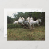 Running Graue Horse Herde Postkarte (Vorne/Hinten)