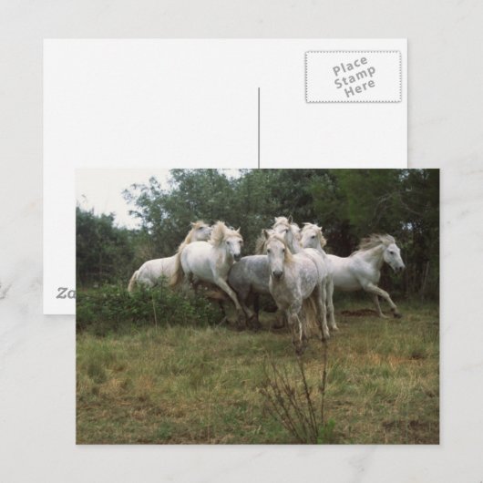 Running Graue Horse Herde Postkarte (Vorne/Hinten)