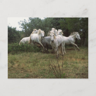 Running Graue Horse Herde Postkarte