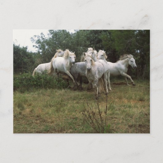 Running Graue Horse Herde Postkarte (Vorderseite)