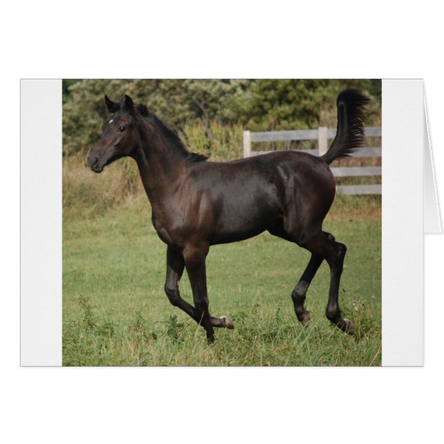 Running-Horse-2 (Vorderseite (Horizontal))