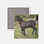 Running-Horse-2 Magnet (Vorderseite/Rückseite)