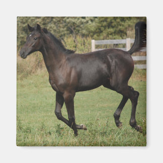 Running-Horse-2 Magnet
