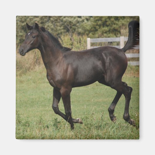 Running-Horse-2 Magnet (Vorne)