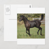 Running-Horse-2 Postkarte (Vorne/Hinten)