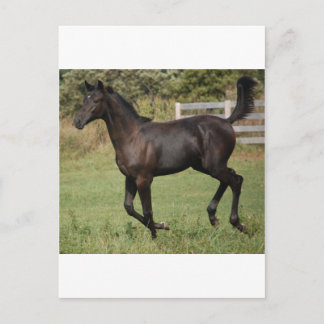 Running-Horse-2 Postkarte