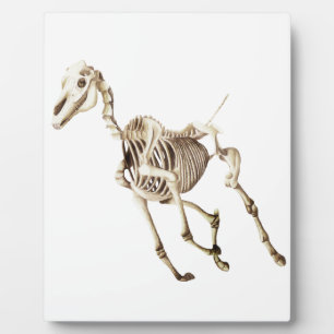 Running Horse Skeleton Fotoplatte
