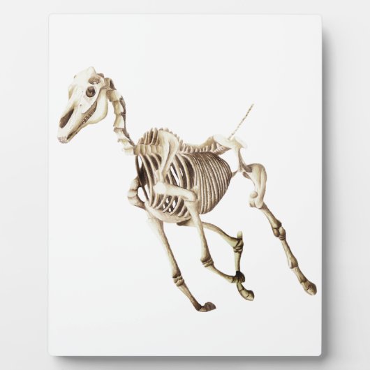 Running Horse Skeleton Fotoplatte (Vorderseite)