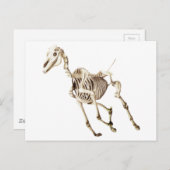 Running Horse Skeleton Postkarte (Vorne/Hinten)