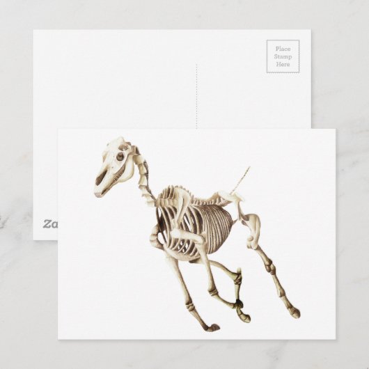 Running Horse Skeleton Postkarte (Vorne/Hinten)
