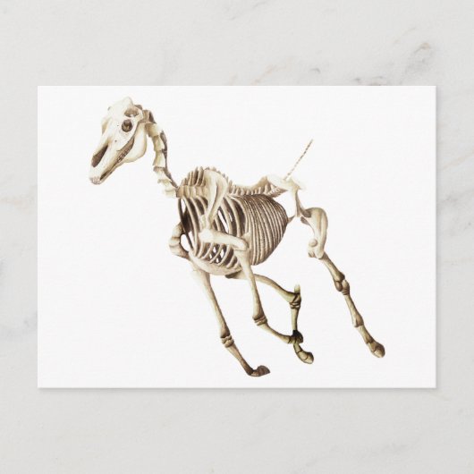 Running Horse Skeleton Postkarte (Vorderseite)