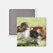 Running Papillon Magnet (Vorderseite/Rückseite)