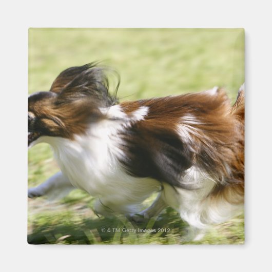 Running Papillon Magnet (Vorne)