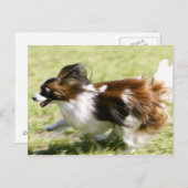 Running Papillon Postkarte (Vorne/Hinten)