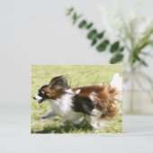 Running Papillon Postkarte (Stehend Vorderseite)