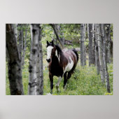 Running Pinto Paint & Forest Horse Foto Poster (Vorne)