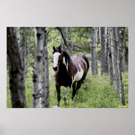 Running Pinto Paint & Forest Horse Foto Poster