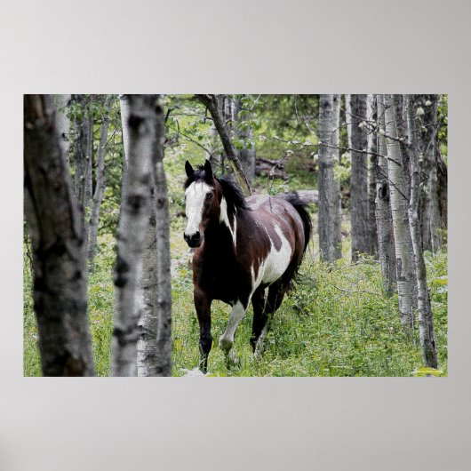 Running Pinto Paint & Forest Horse Foto Poster (Vorne)