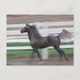 Running Proud Postkarte