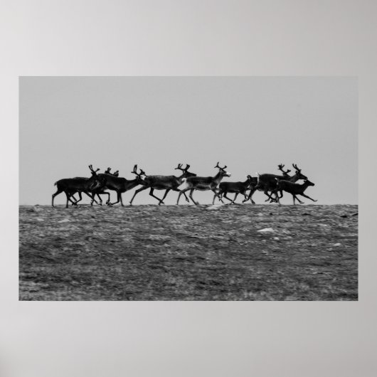 Running Rentier Poster (Vorne)