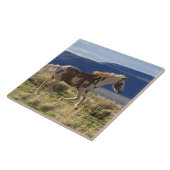 Running Stallion, Steens Mountains, Oregon Fliese (Seite)