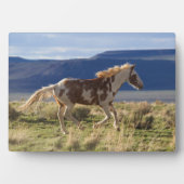 Running Stallion, Steens Mountains, Oregon Fotoplatte (Vorderseite)