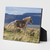 Running Stallion, Steens Mountains, Oregon Fotoplatte (Seite)
