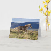 Running Stallion, Steens Mountains, Oregon Karte (Gelbe Blume)