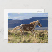 Running Stallion, Steens Mountains, Oregon Postkarte (Vorne/Hinten)
