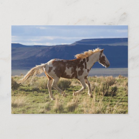 Running Stallion, Steens Mountains, Oregon Postkarte (Vorderseite)