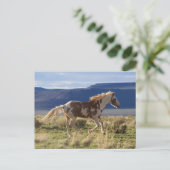 Running Stallion, Steens Mountains, Oregon Postkarte (Stehend Vorderseite)
