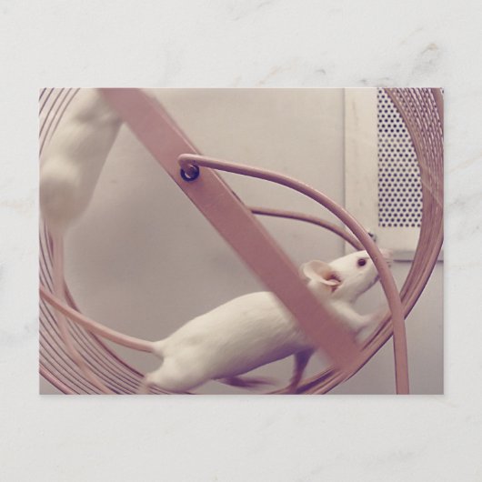 Running Wheel Mäuse Postkarte (Vorderseite)