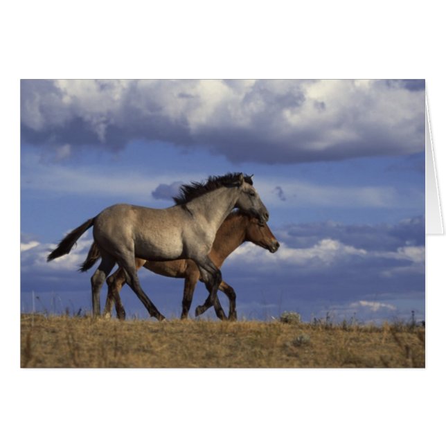 Running Yearlings (Vorderseite (Horizontal))