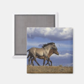 Running Yearlings Magnet (Vorderseite/Rückseite)