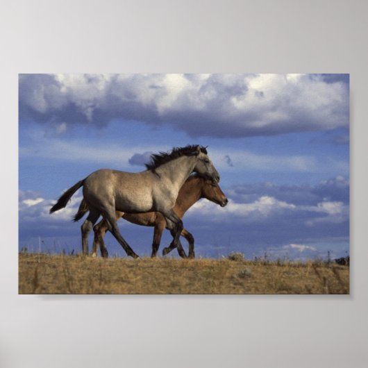 Running Yearlings Poster (Vorne)