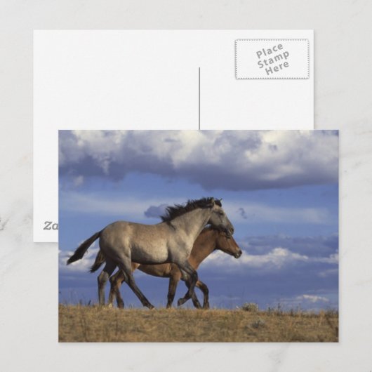 Running Yearlings Postkarte (Vorne/Hinten)