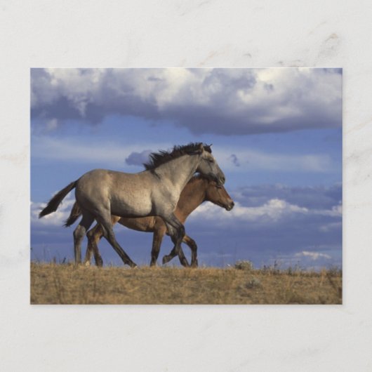 Running Yearlings Postkarte (Vorderseite)