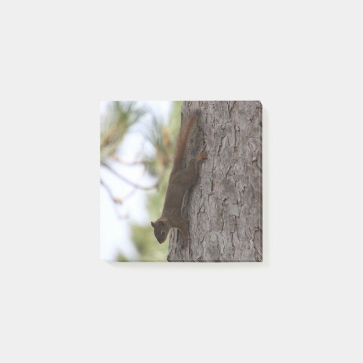 Runter-Eichhörnchen Post-it Klebezettel (Vorderseite)