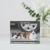 Runter von meinem Pelz, schreit Calico Postkarte (Stehend Vorderseite)