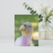 Rupells Griffon Geier-Postkarte Postkarte (Stehend Vorderseite)