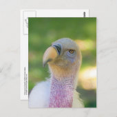 Rupells Griffon Geier-Postkarte Postkarte (Vorne/Hinten)