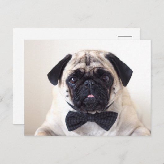 Rupert den Mops Postcard Postkarte (Vorne/Hinten)