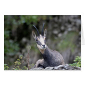 Rupicapra rupicapra (Vorderseite (Horizontal))