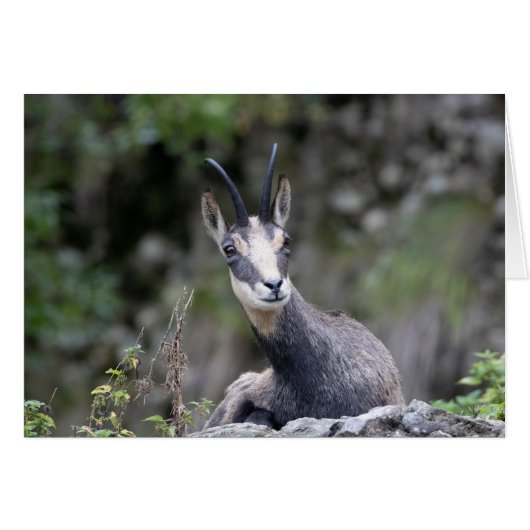 Rupicapra rupicapra (Vorderseite (Horizontal))