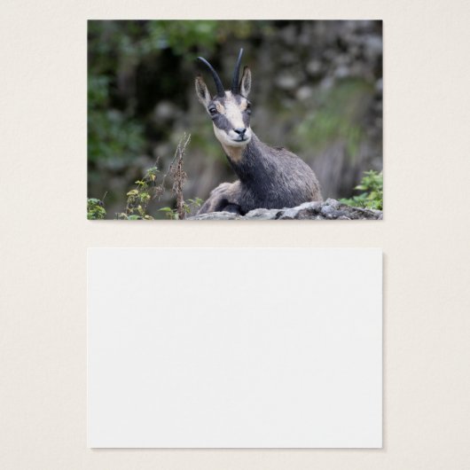 Rupicapra rupicapra (Vorne & Hinten)