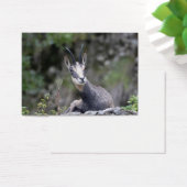 Rupicapra rupicapra (Schreibtisch)