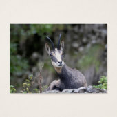 Rupicapra rupicapra (Vorderseite)