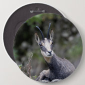 Rupicapra rupicapra button (Vorne & Hinten)