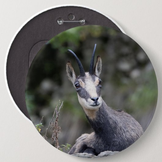 Rupicapra rupicapra button (Vorne & Hinten)